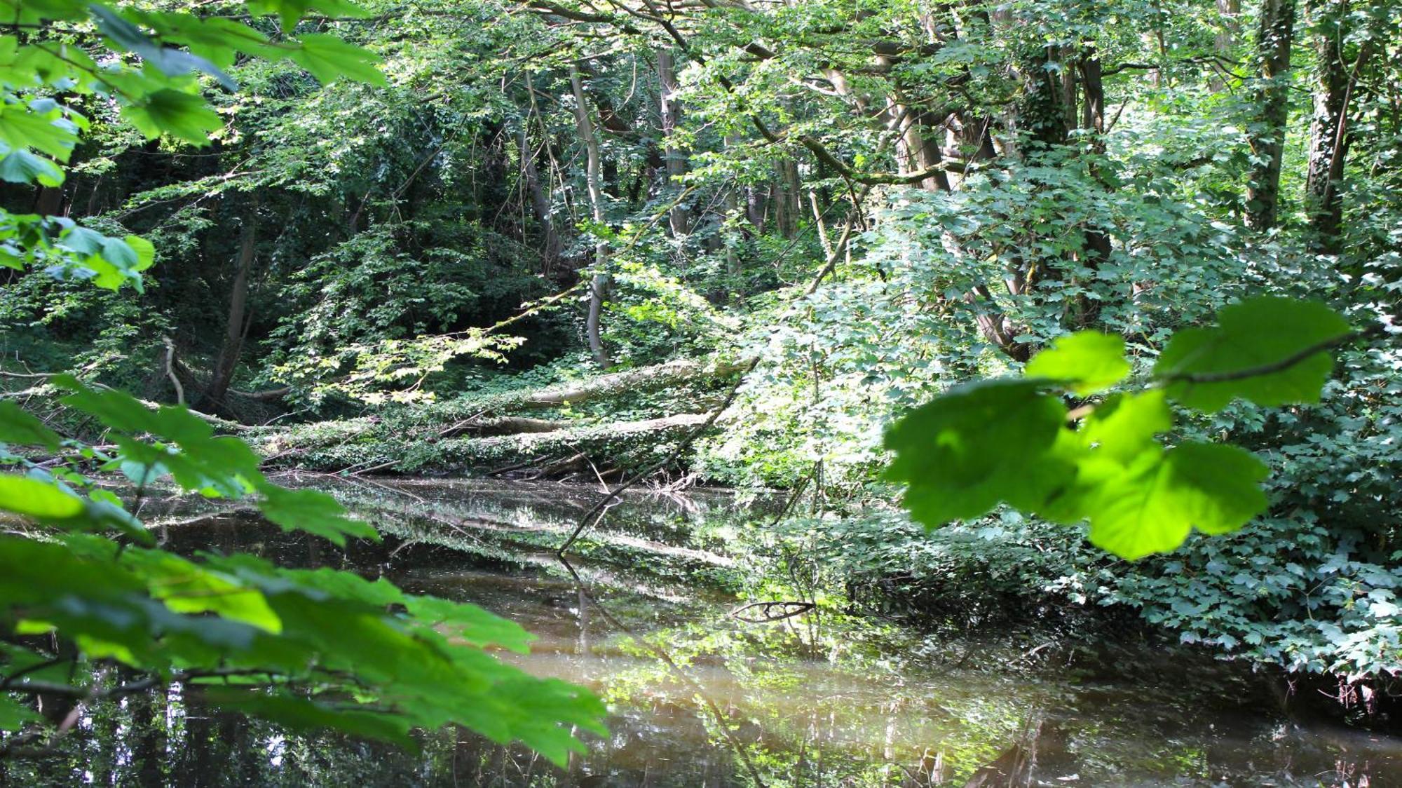 Apartamento ZUM WOHLFÜHLEN FÜR 4 ERWACHSENE +1 Kind, Schwimmbad vor der Tür Tiere erlaubt Sierksdorf Exterior foto